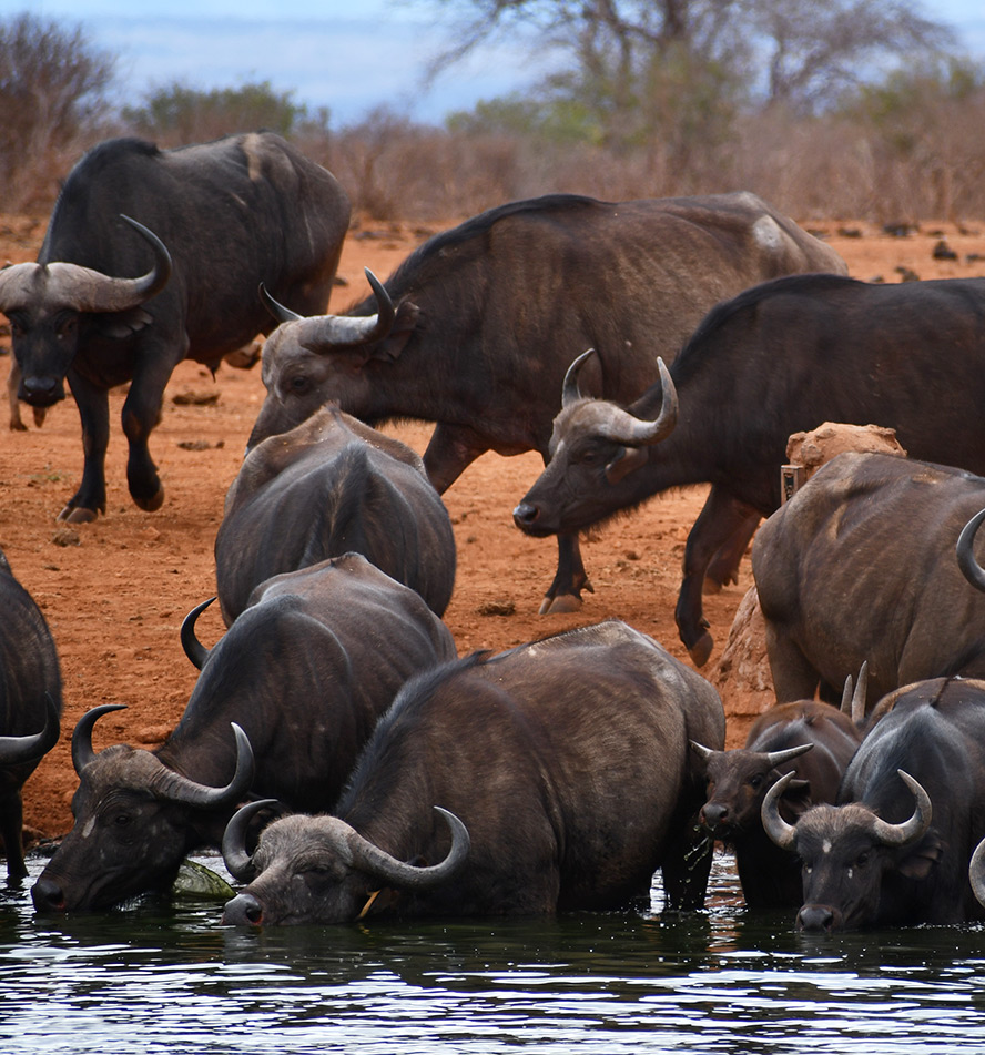 Tsavo West National Park