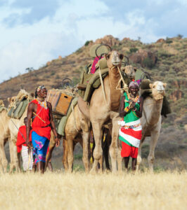 Camels and handlers on walking safari with Karisia in Tumaren Conservancy.