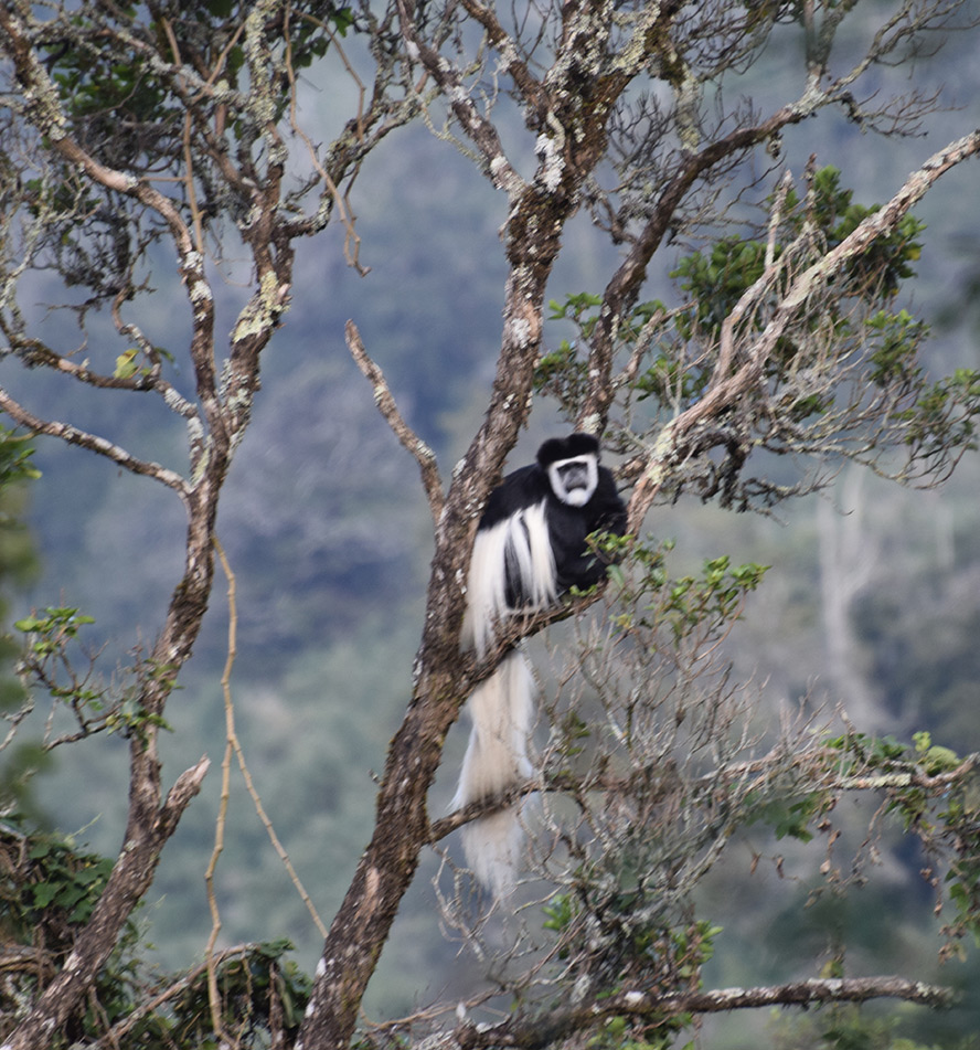 Aberdare National Park