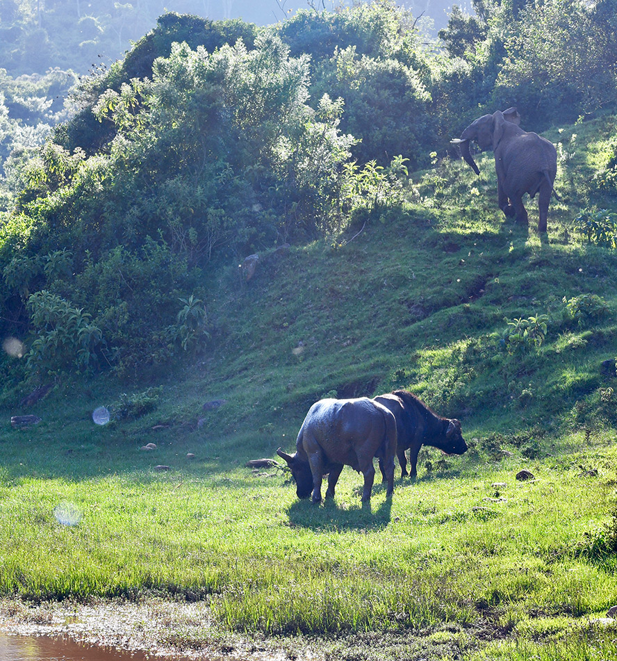 Aberdare National Park