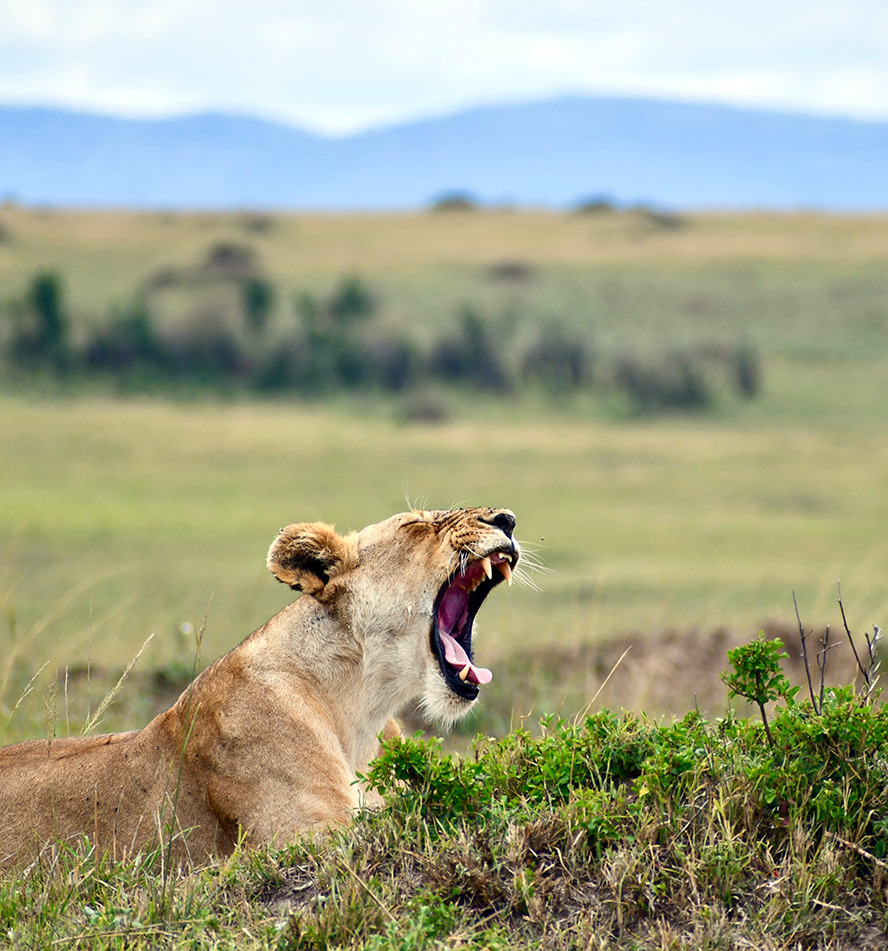 Masai Mara National Reserve