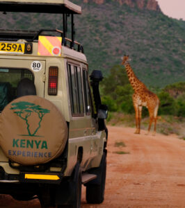 A giraffe stands on a road while a safari vehicle is waiting at a distance.