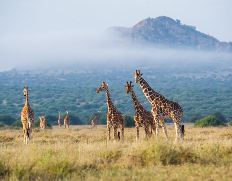 Giraffes standing in front of a hill in northern Kenya