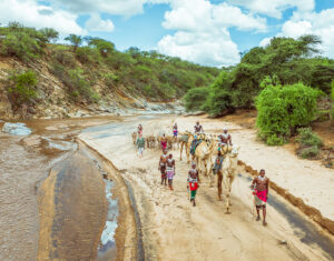 Guides, guests and camels walking in a dry river bed.
