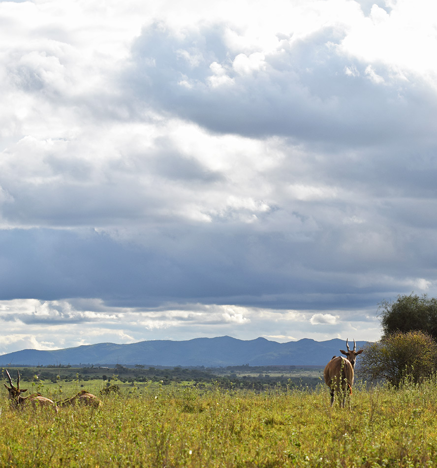 Nairobi National Park