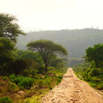 A road leads through a lush and green landscape in Tsavo West during the rainy season.