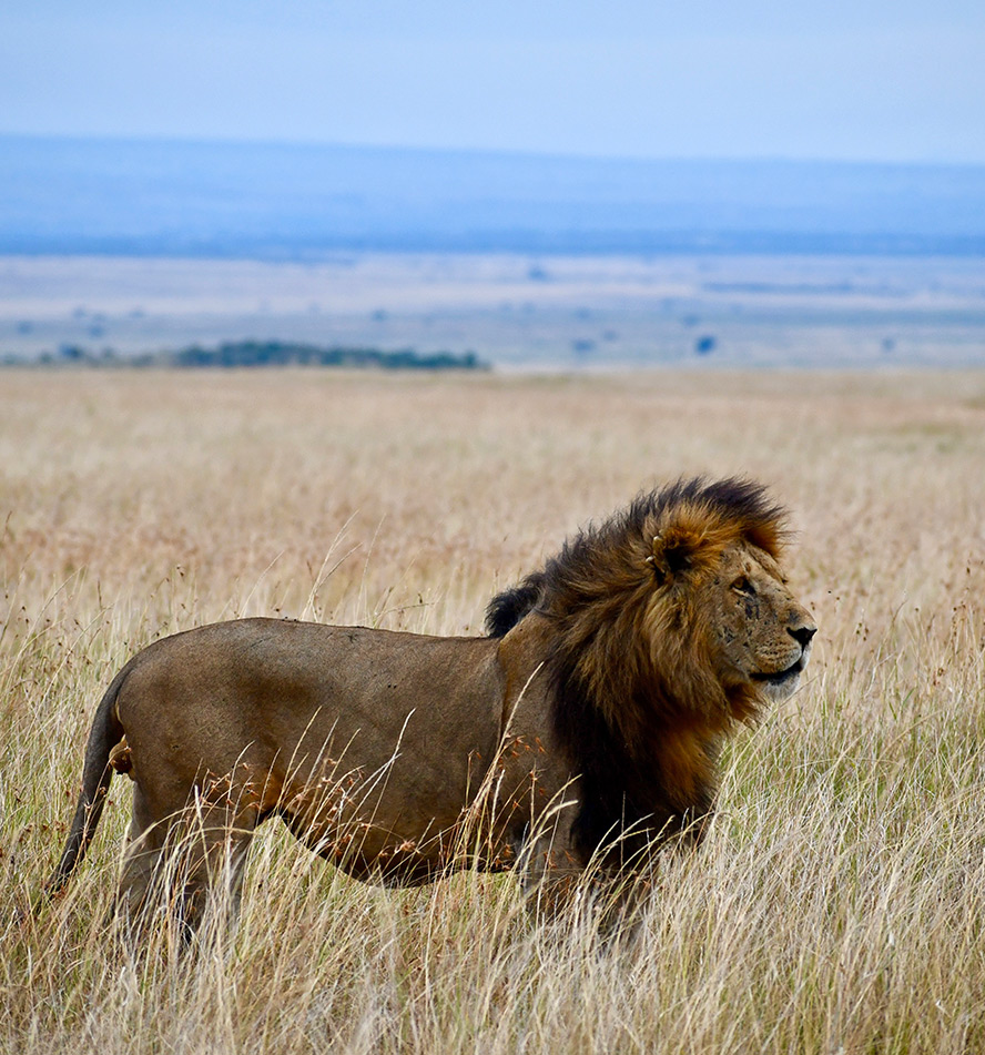 Masai Mara National Reserve