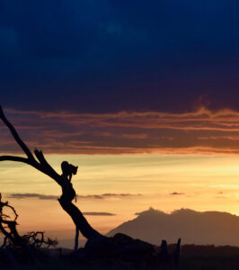 A leopard on a fallen tree at golden hour in the rainy season in Amboseli.