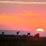 Small antelopes seen at sunset in the Mara Naboisho Conservancy.