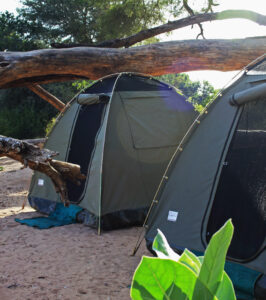 Two-person dome tents setup in Samburu. Camping safaris are one of the different kinds of safaris.