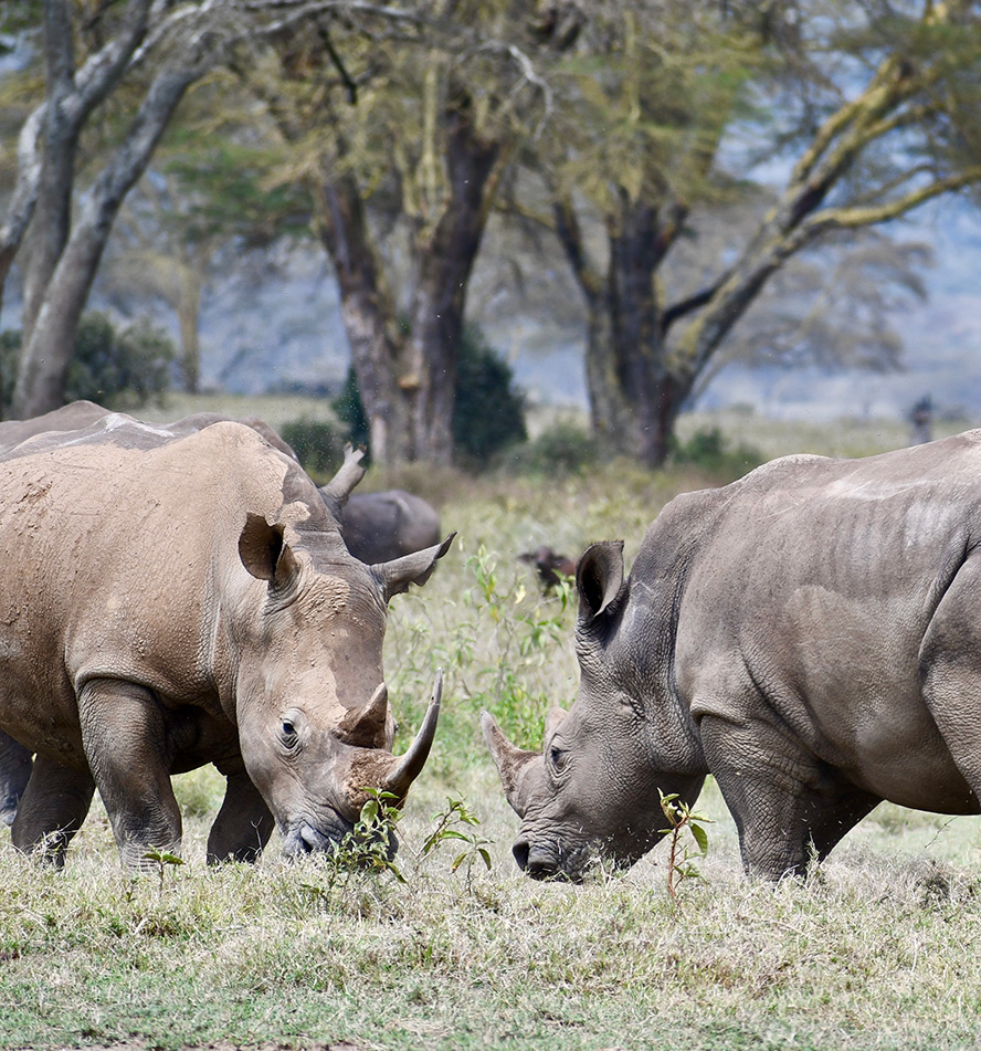 Lake Nakuru National Park