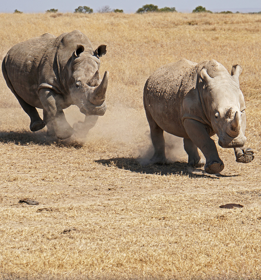 Ol Pejeta Conservancy