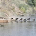A small herd of wildebeest are crossing a river in Kenya.