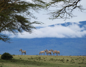 Zebras on Crescent Island in Naivasha, clouds in the sky.