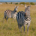 Two zebras standing in tall grass at the end of the rainy season.