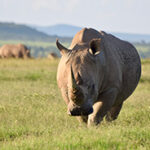 A rhino slowly walking across grassland in Kenya's Laikipia region.