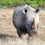 A rhino walks towards the camera in Kenya's Solio Game Reserve.