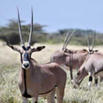 An Oryx antelope in a dry savanna, more oryx behind it.