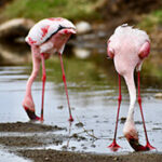 Two flamingos with their heads and necks down feed on the shores of Lake Nakuru.