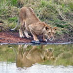 A lion drinks from a water source in the Masai Mara - one of the most popular destinations on this Kenya and Tanzania safari package.