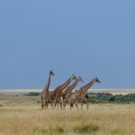 Giraffes walking across the savanna, a cloudless blue sky above them.