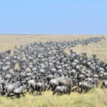 A large herd of wildebeest crosses the Masai Mara savanna, a seasonal highlight in the region.