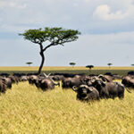 A herd of buffaloes stands in the tall grass, an acacia tree in the background.