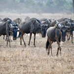 A herd of wildebeest trotting across the savanna of the Mara Game Reserve.