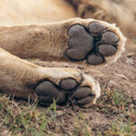 Closeup photo of the bottom of two lion paws.