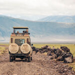 A safari vehicle is parked on a dirt road in the Ngorongoro Crater in Tanzania with wildebeest lying down directly on the side of the road.