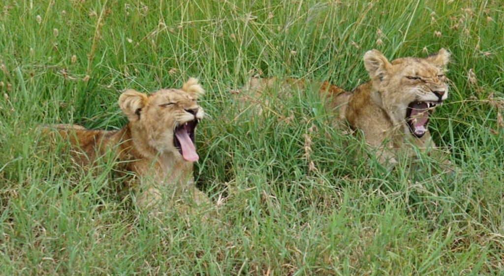 Two lion cubs lie in the long green grass, yawning simultaneously.