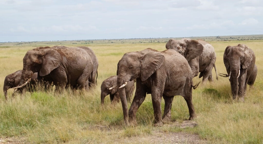 A herd of elephants, including several calves, wanders through the vast grasslands.