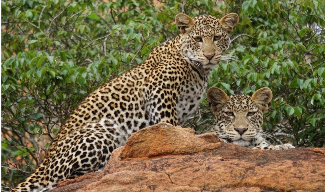 Two leopards are sitting on an ochre-coloured rock, facing the viewer, with blurred bushes in the background.