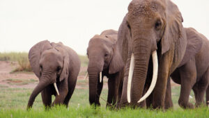 An elephant herd lead by a tall matriarch walks in Amboseli National Park.