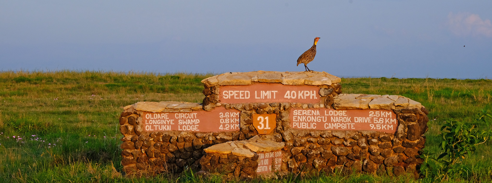 A frankolin bird sits on a signage post in Amboseli National Park.