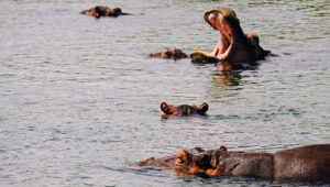 Hippos in a pool of water, one is opening its large mouth.