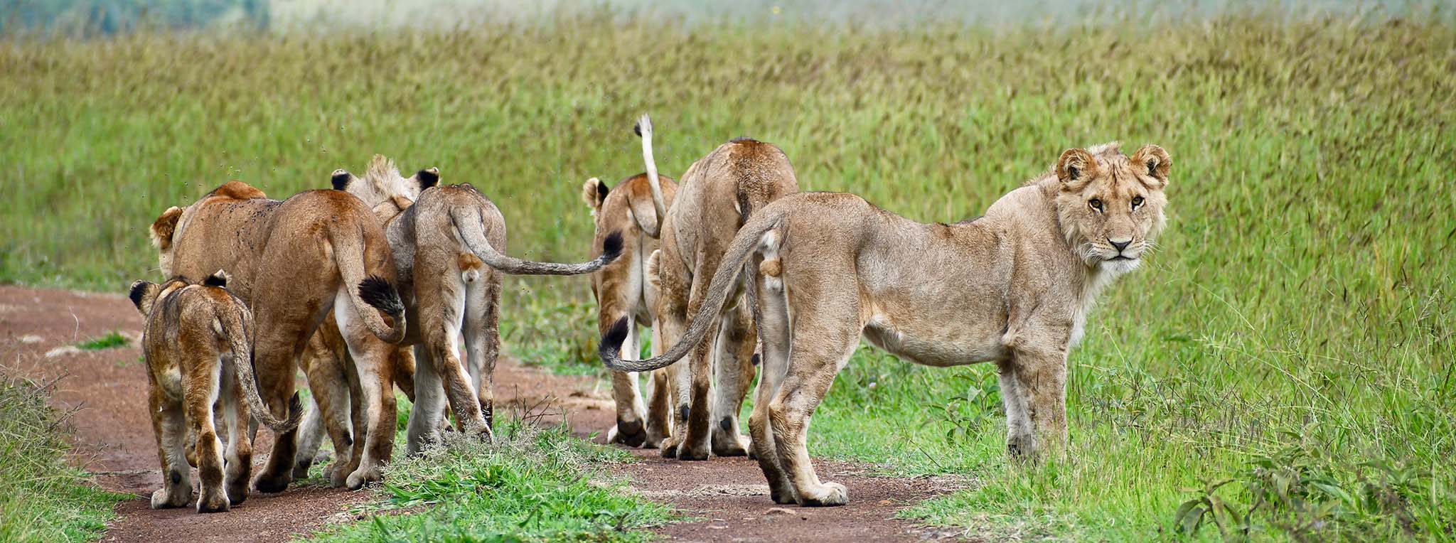 A pride of lions walks along a dirt road in the Masai Mara, one of the destinations on this Kenya and Tanzania safari package.
