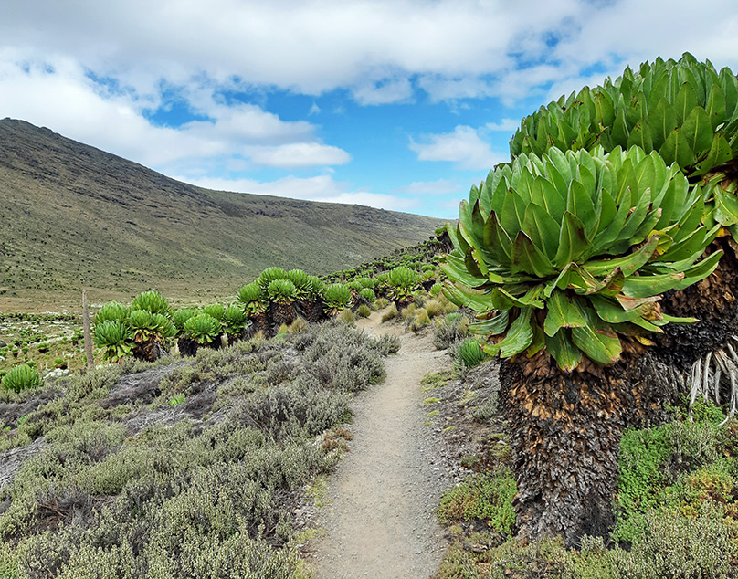 A gentle trail framed by giant lobelia plants on the Sirimon Route on Mt Kenya.