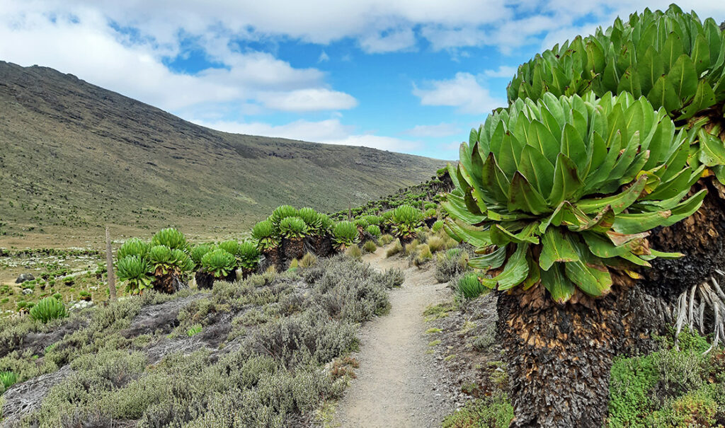 A gentle trail framed by giant lobelia plants on the Sirimon Route on Mt Kenya.