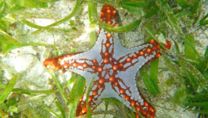 A white and red star fish lying in seaweed under water.