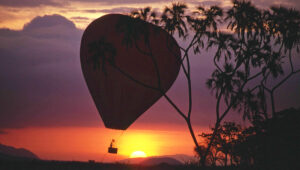 A hot air balloon rising next to doum palms at sunrise.