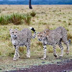Two cheetahs walking along a dirt road.