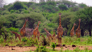 A tower of giraffes on a clearing next to a dense forest in Tsavo West National Park.