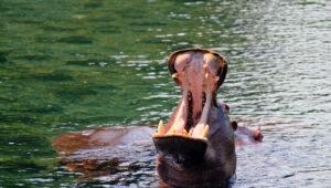 At Mzima Springs, resident hippos like this opening its mouth can be seen.