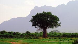 A tree in front of a mountain landscape.
