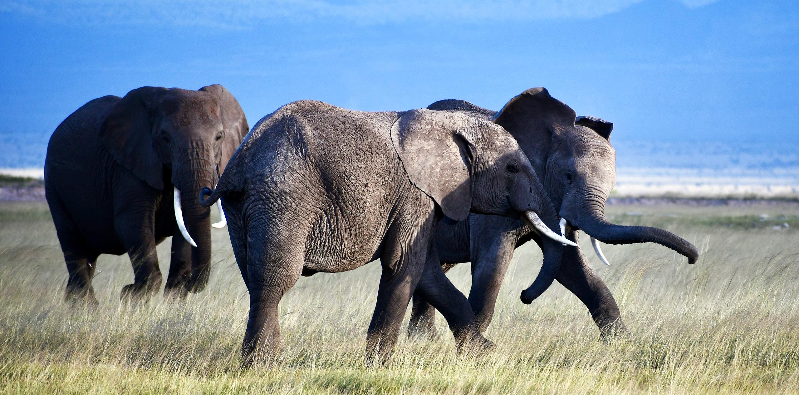 Two young elephants play in the savanna while an older elephant looks on. Elephants are regularly seen on Kenya safaris.