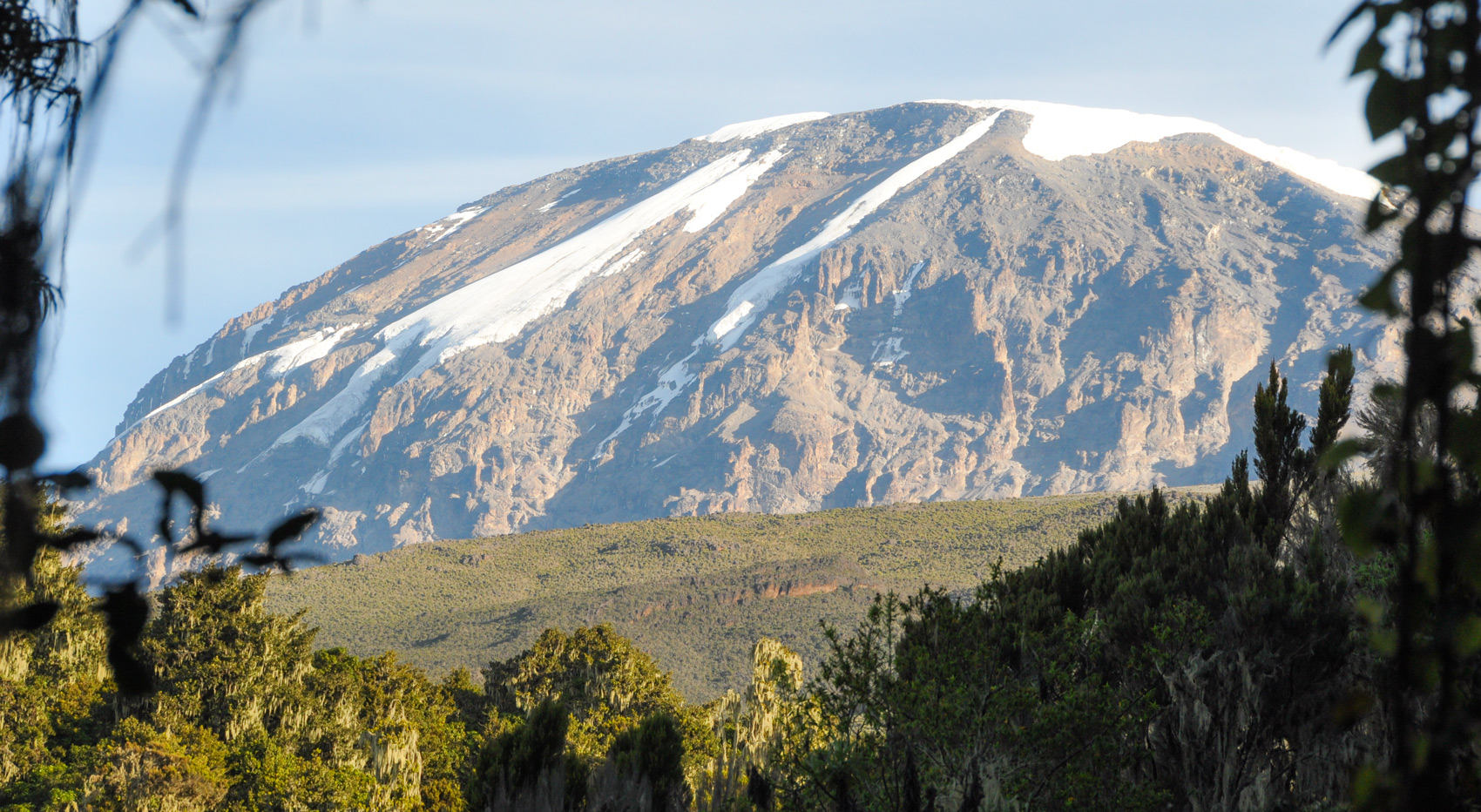 The view of snow capped Kilimanjaro, through vegetation. The view of snow capped Kilimanjaro, through vegetation.