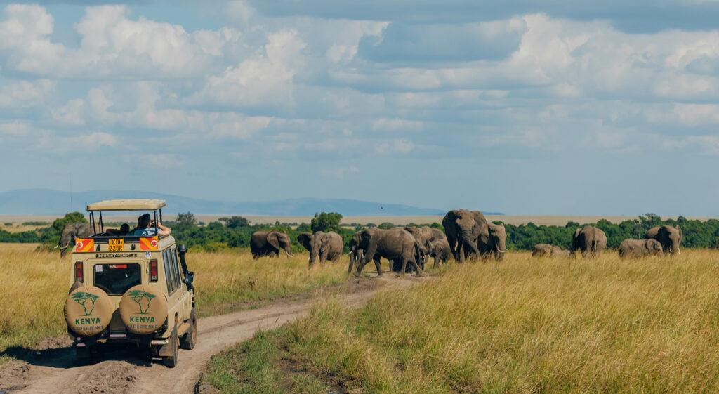 Kenya-Experience safari vehicle in the Masai Mara with elephants passing. 