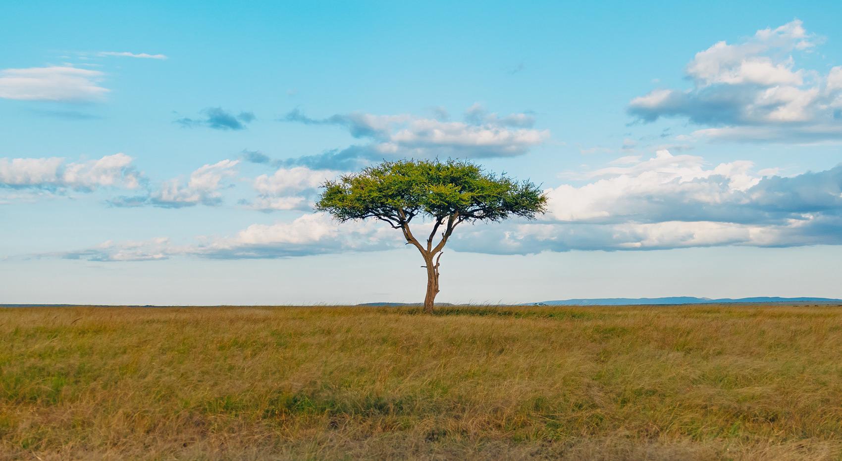 Tree in the Masai Mara, a typical Kenya safari landscape.