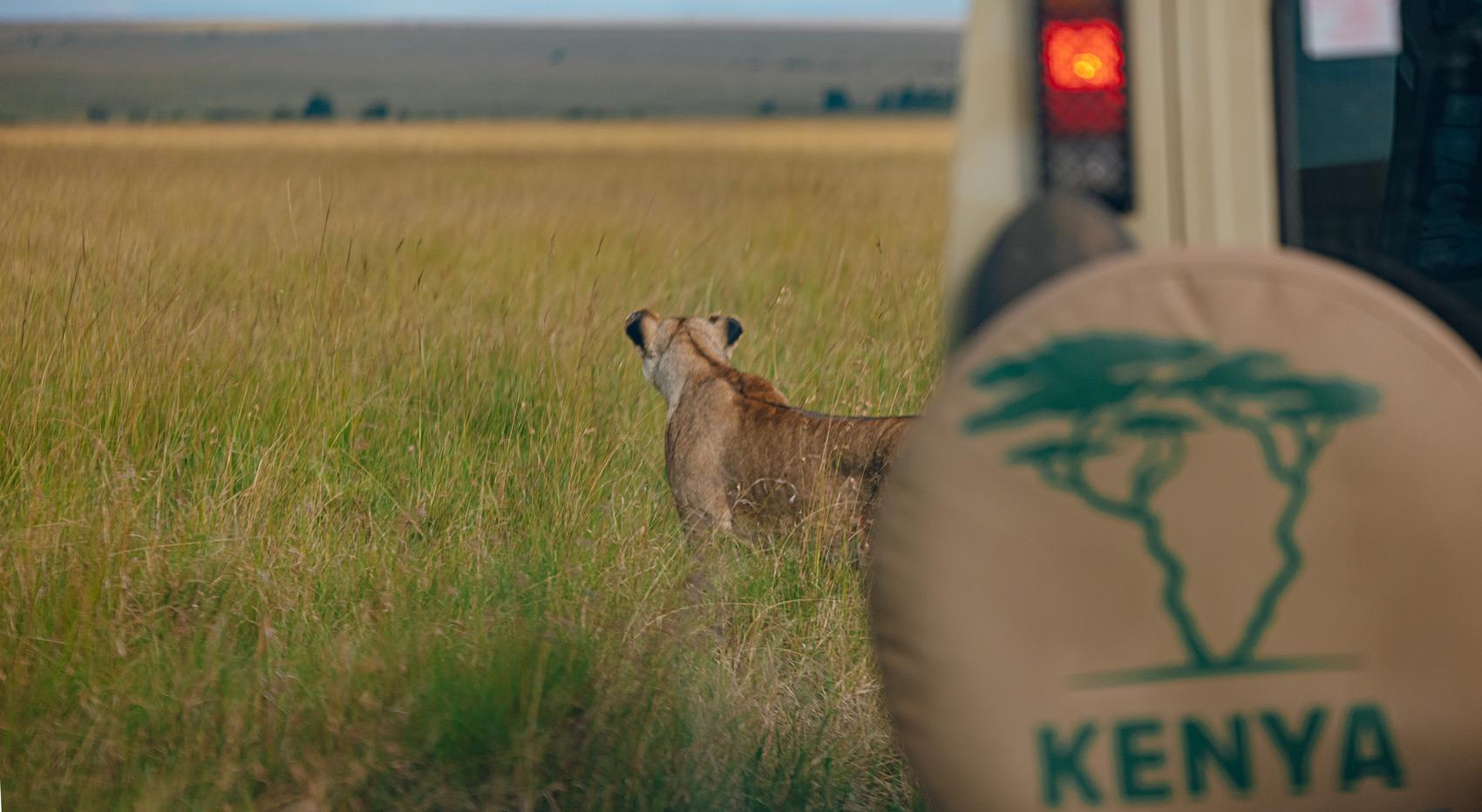 A lioness looking over the open planes and the tire cover of Kenya-Experience on the right.